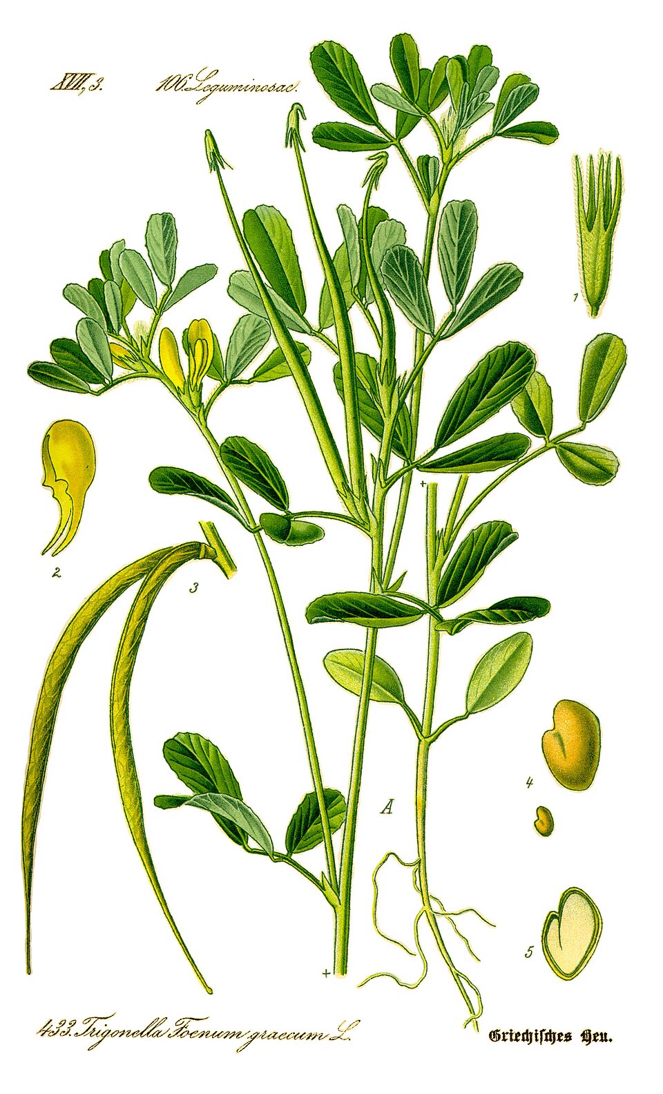 Methi